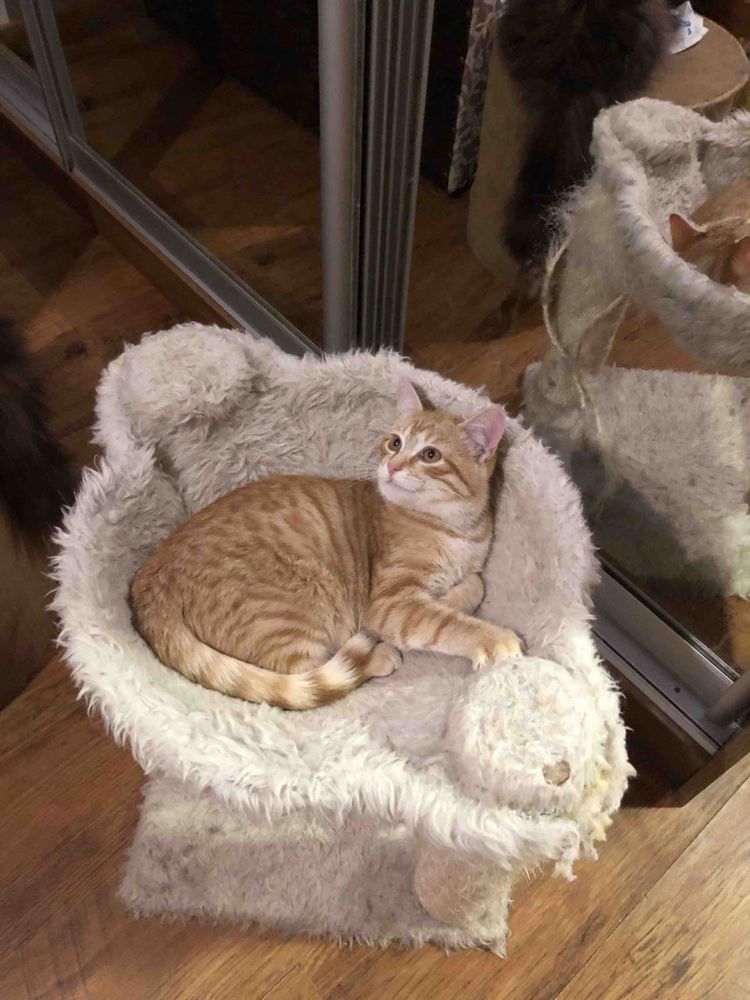 Рыжий яркий котенок