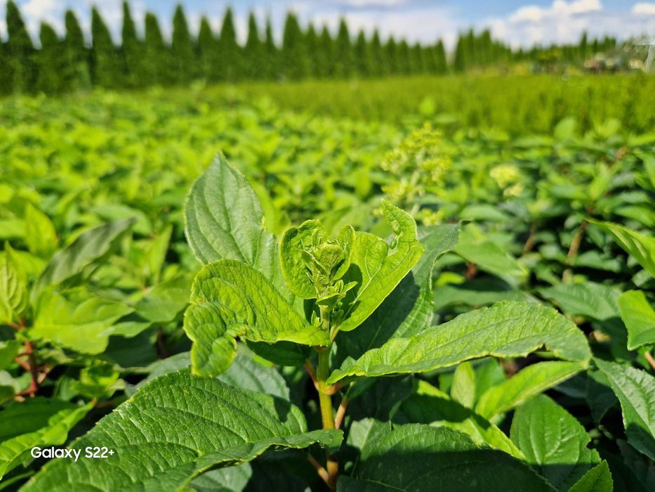 Hortensja bukietowa Hydrangea paniculata 3L duże gęste! Świętokrzyskie