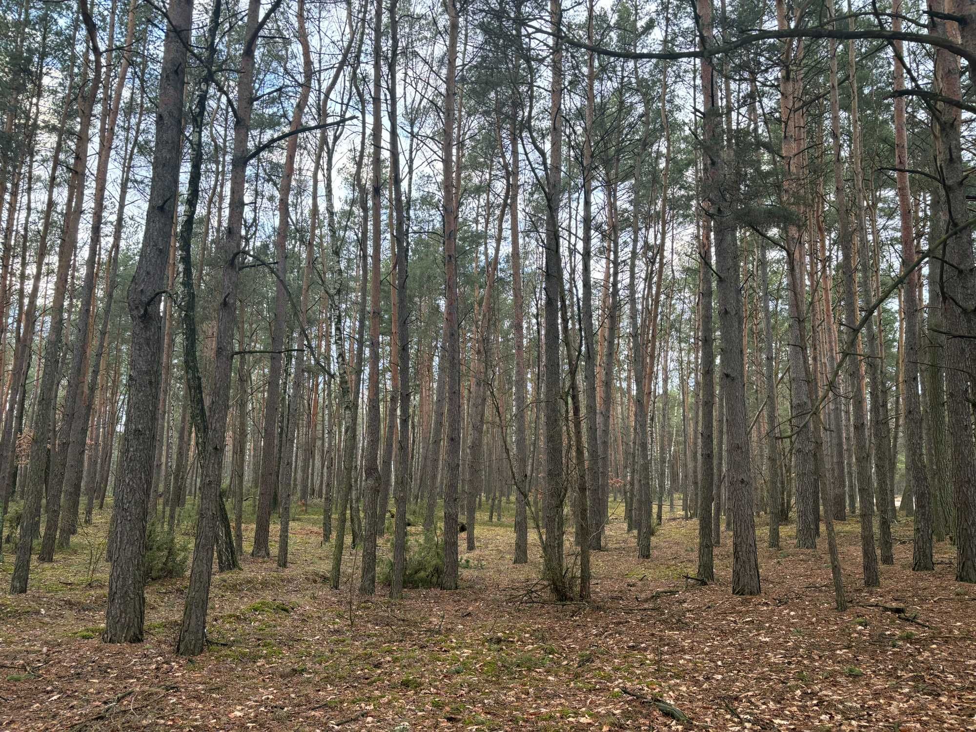Działka leśna. Las sosnowy 80 letni, 7,5 ha, blisko 4  jeziora