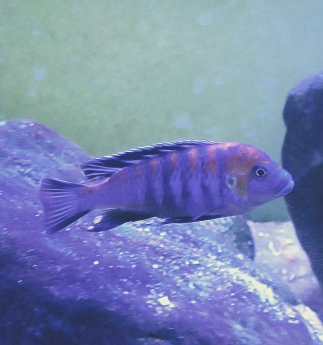 Ciclídeos Malawi - Mbunas - baixa de preços