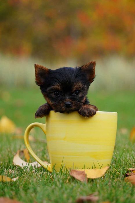 Хлопчики та дівчатка йорки
