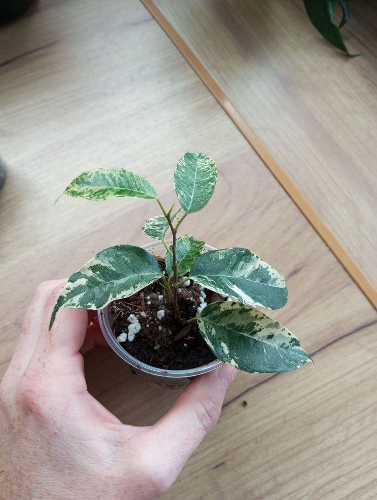 Ficus fikus eldorado variegata