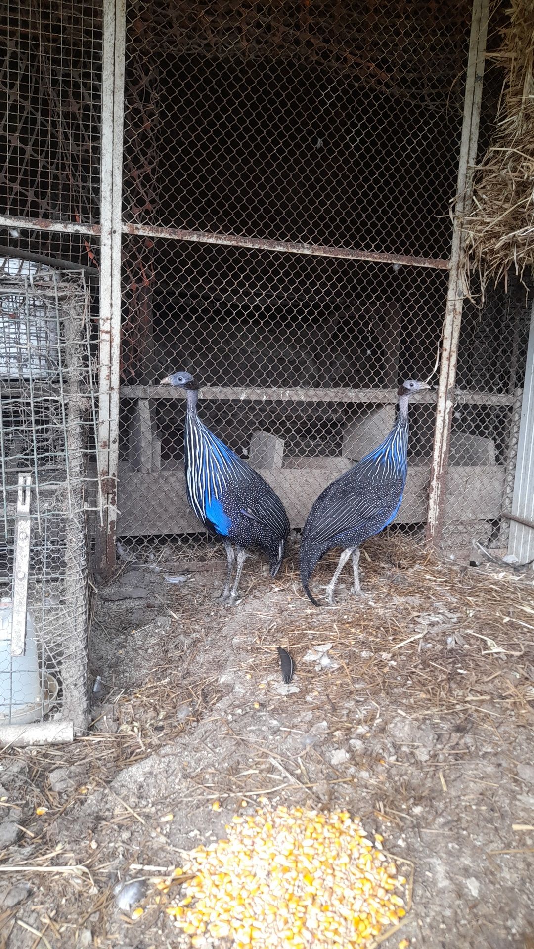 Casal de vulturinas,aves da familia das fracas, galinha de angola