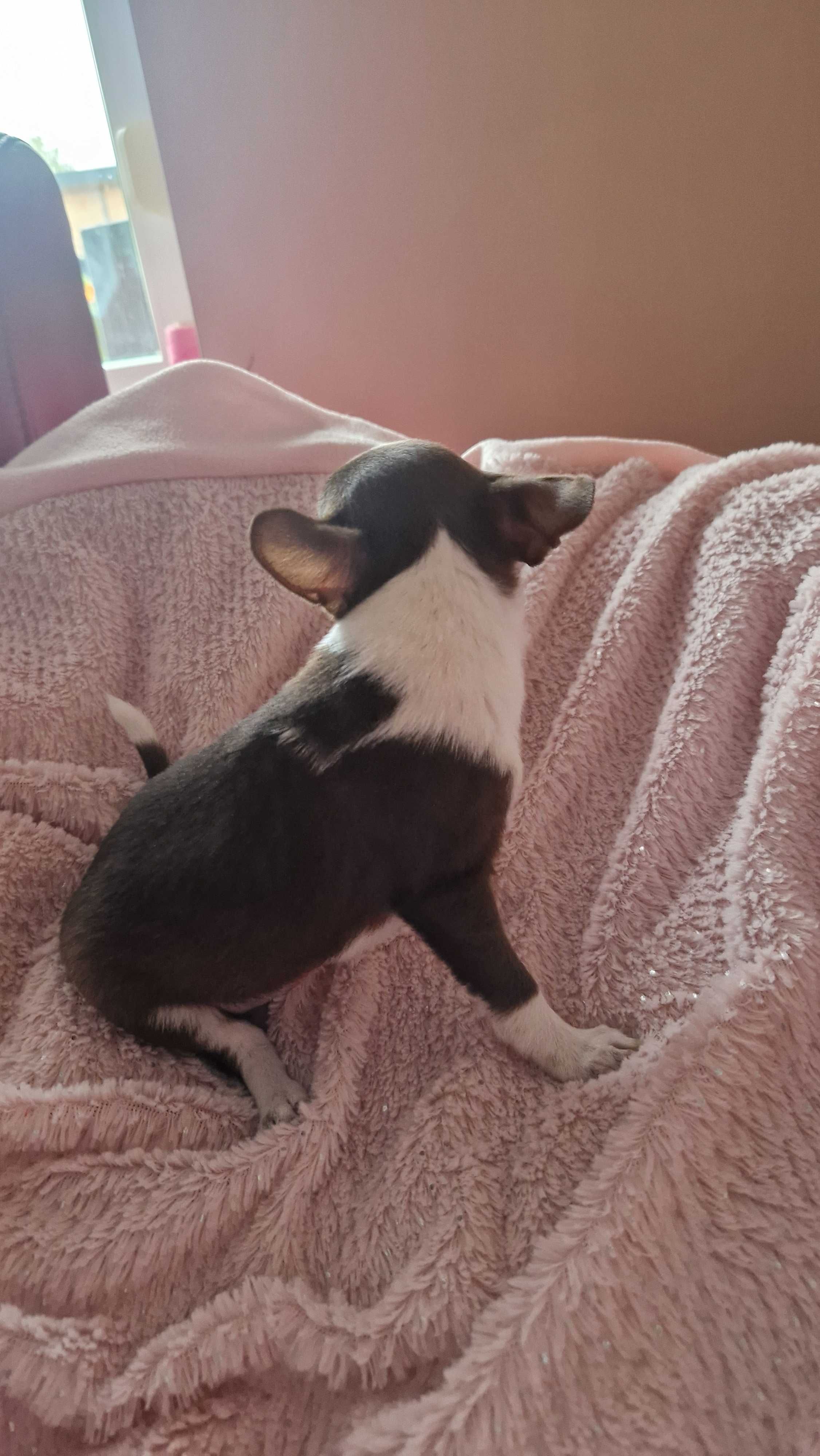 Chihuahua piesek czekoladowo biały
