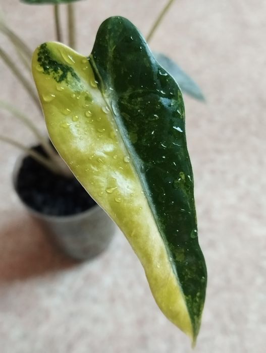 Alokazja Bambino Aurea