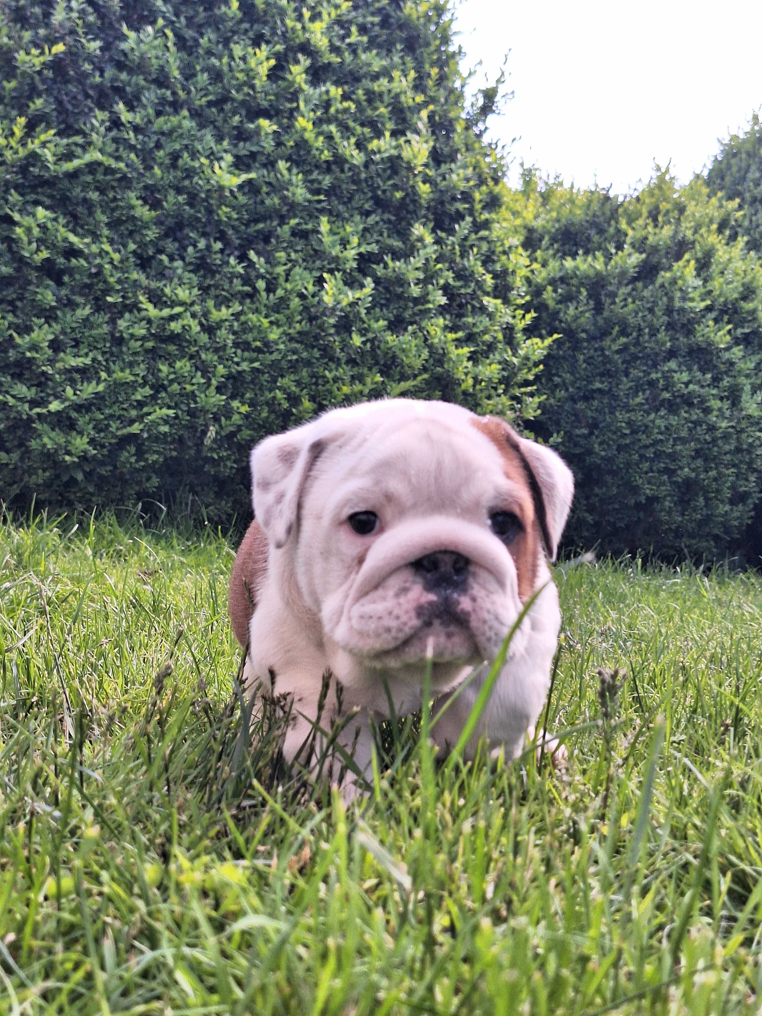 Buldog angielski Zkwp FCI bulldog buldozek