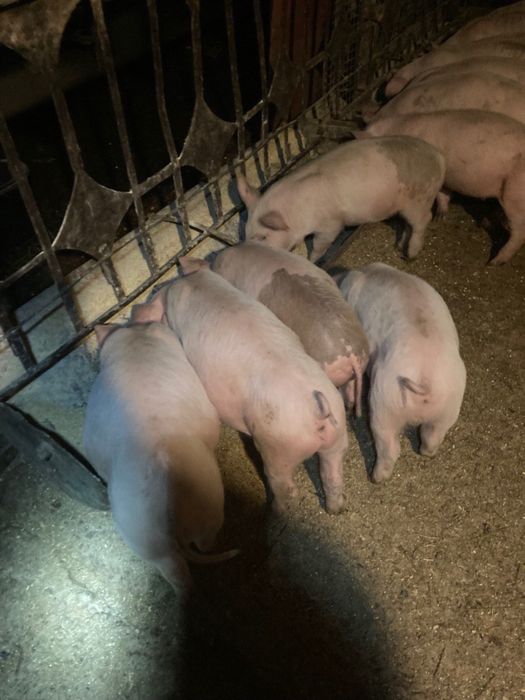 Продам малих поросят