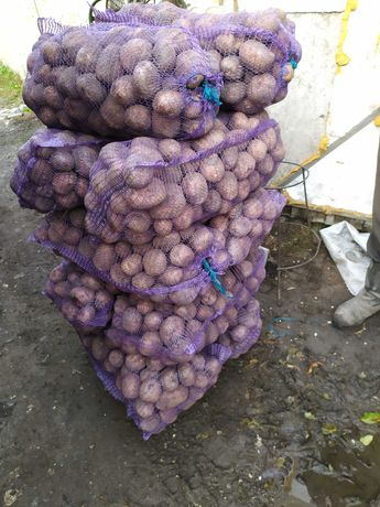 Продам картоплю домашню в великій кількості