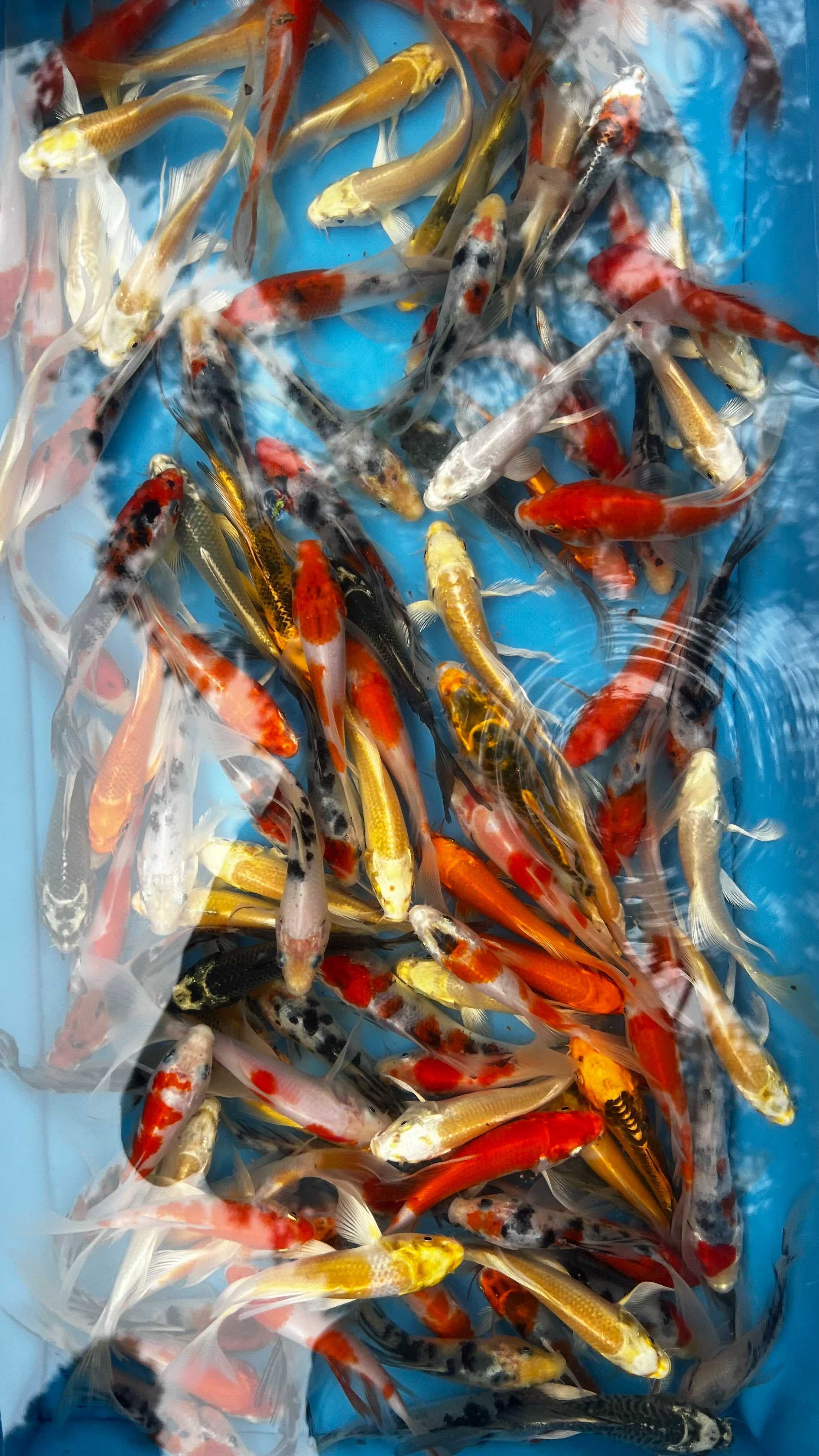 Oryginalne karpie Koi