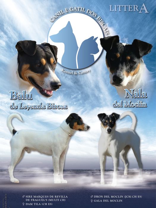 Ratonero Bodeguero Andaluz c/Pedigree