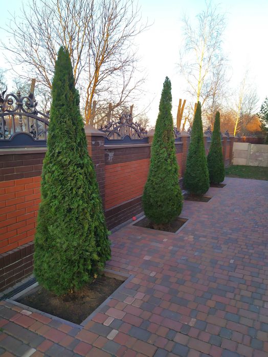 Догляд за хвойними та декоративних рослинами.