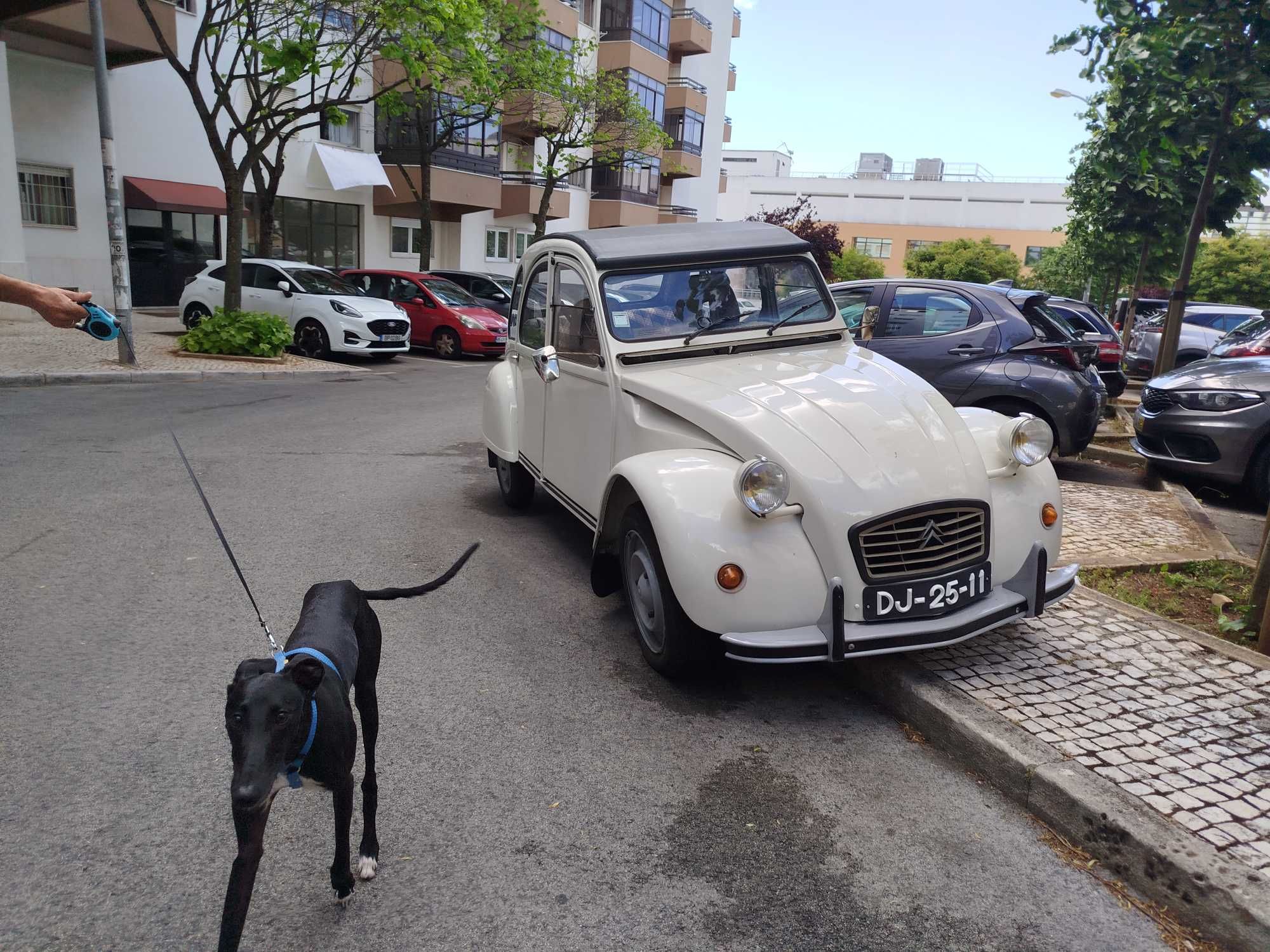 Doa se 02 Galgos Picole Italiano pequenos
