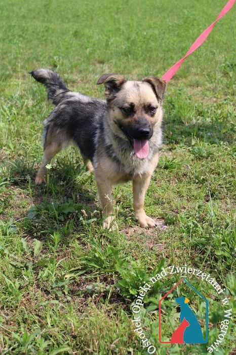 Bardzo przyjazna sunia Kizia szuka domu!