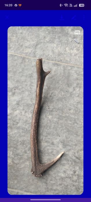 Gryzak dla psa 37cm.
