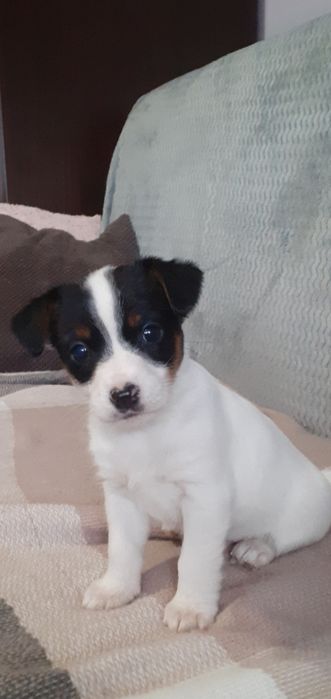 Jack Russell terrier- suczka