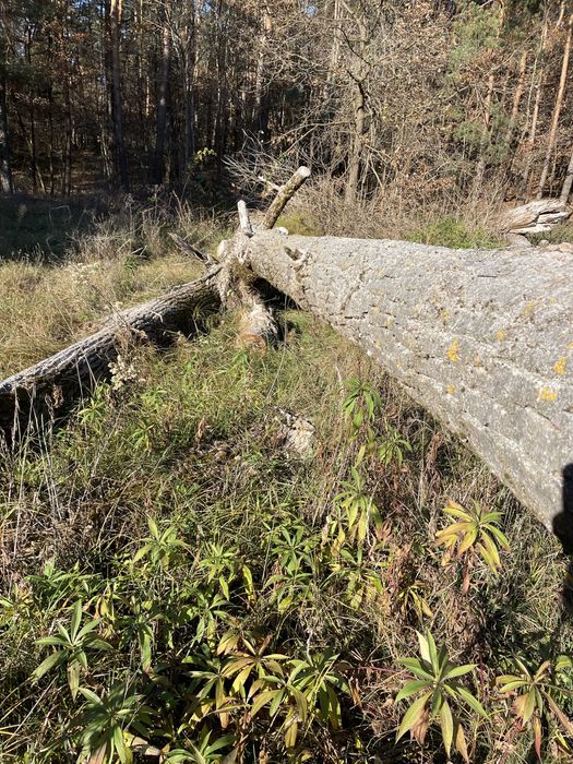 Topola w stanie okraglym