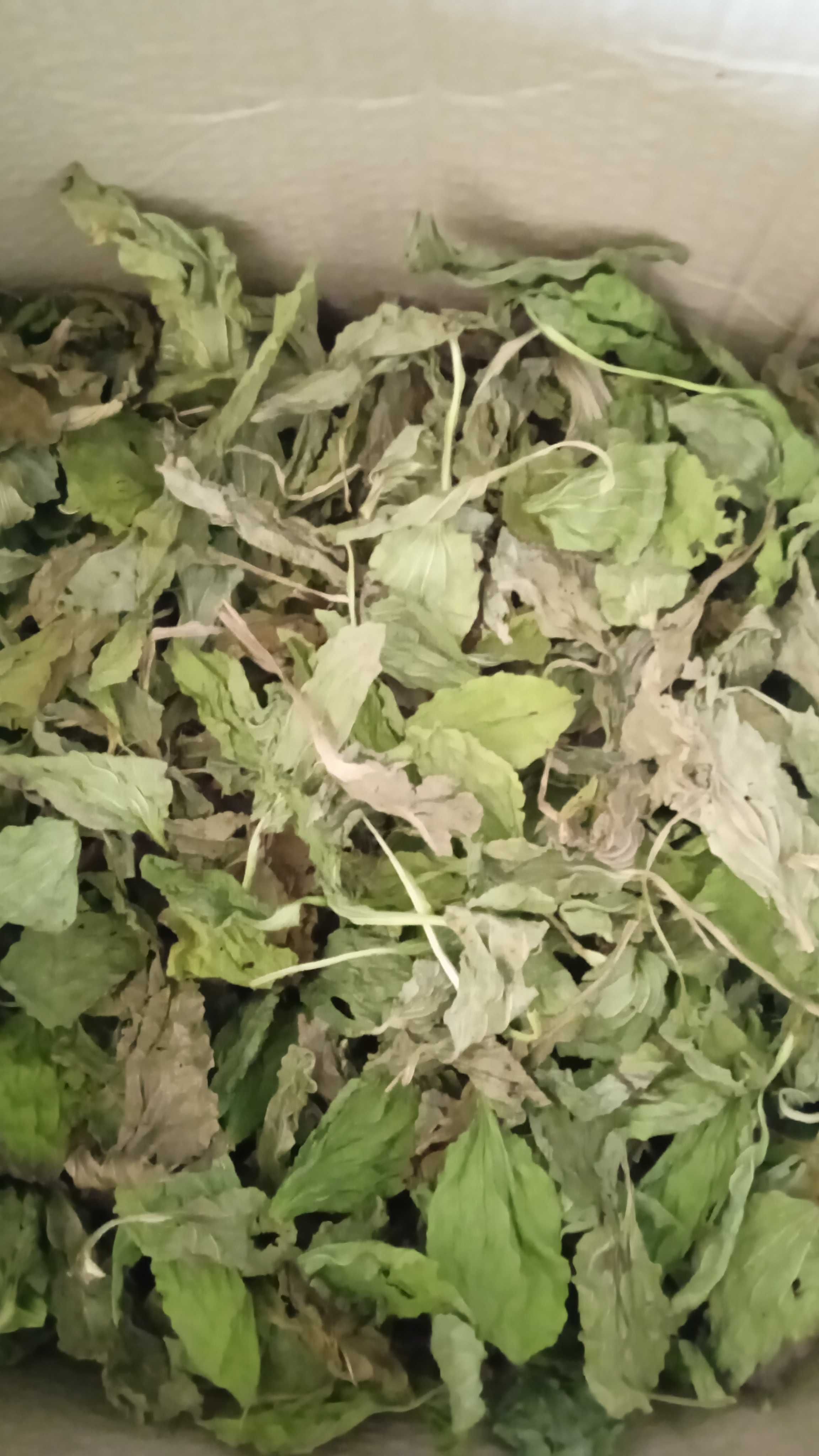 Продам листок подорожника