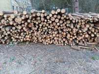 Sprzedam drzewo sosnowe