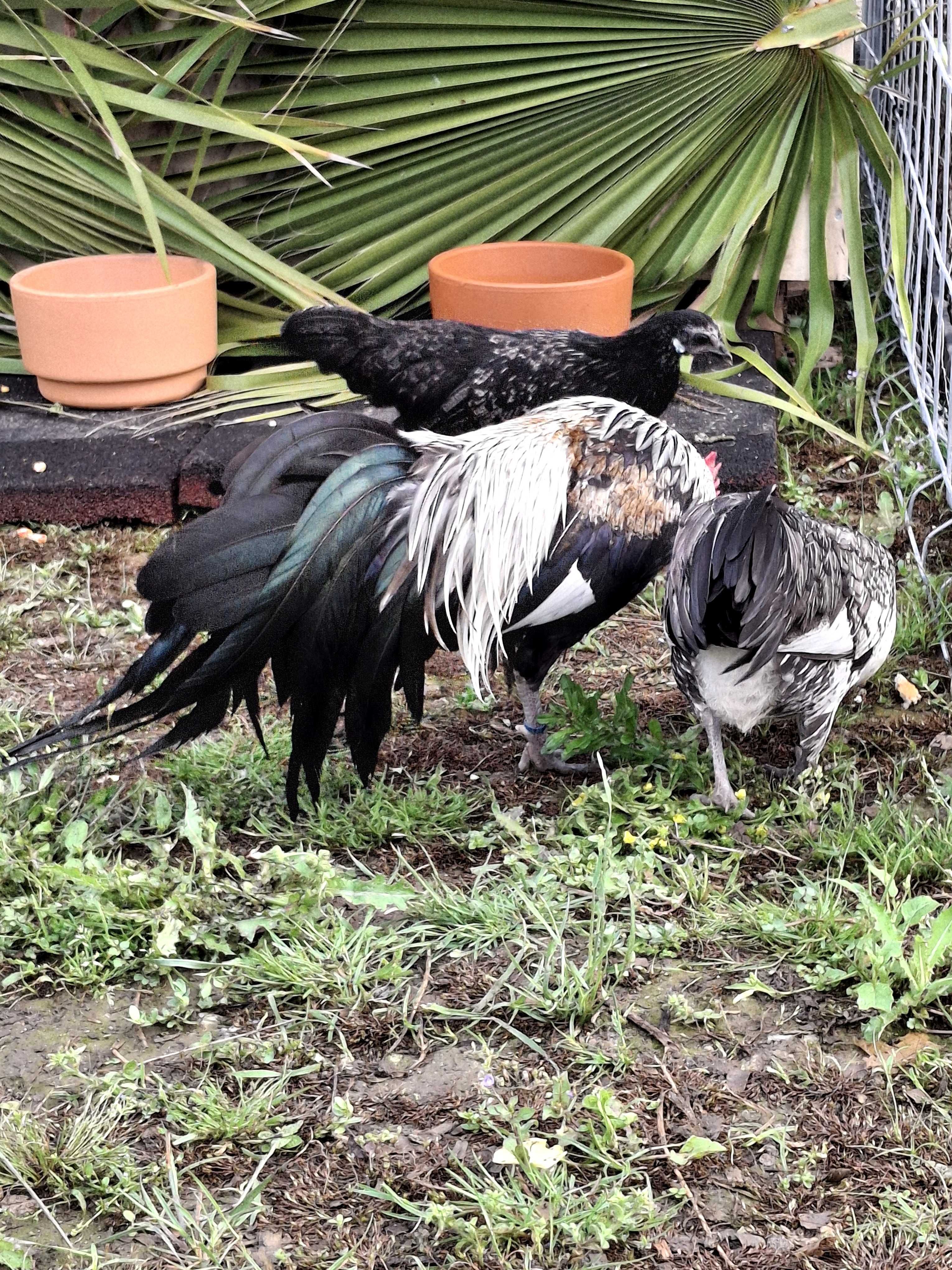 Ovos ferteis de fenix onagadori