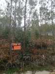 Terreno com eucaliptos e Pinhal 11800m2