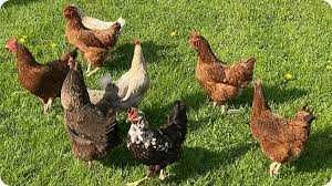 Kury Nioski ROSA 1 kurki kolorowe Dominant Leghorn Messa z jajkiem