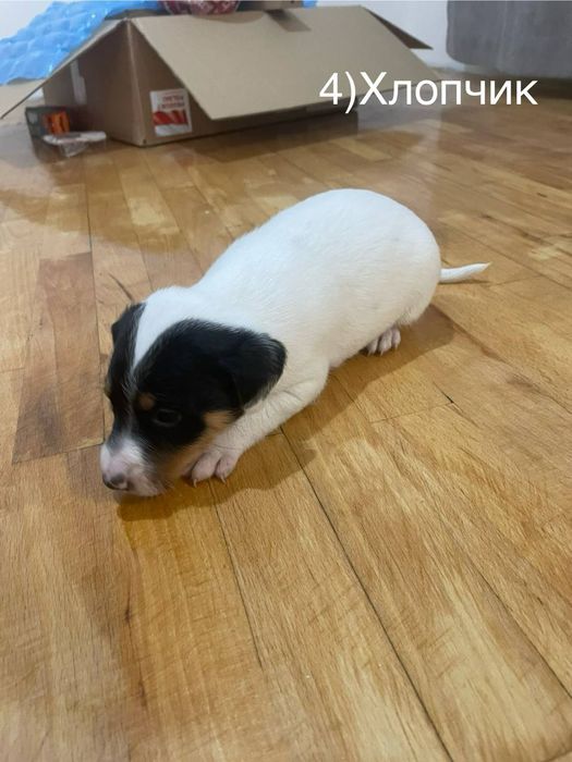 Цуценята шукають дім