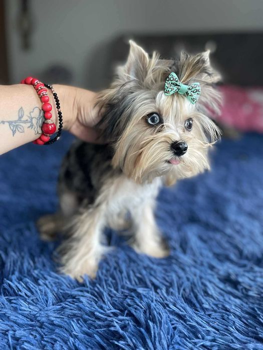 Blue merle Yorkshire terrier chłopak miniaturka paszport