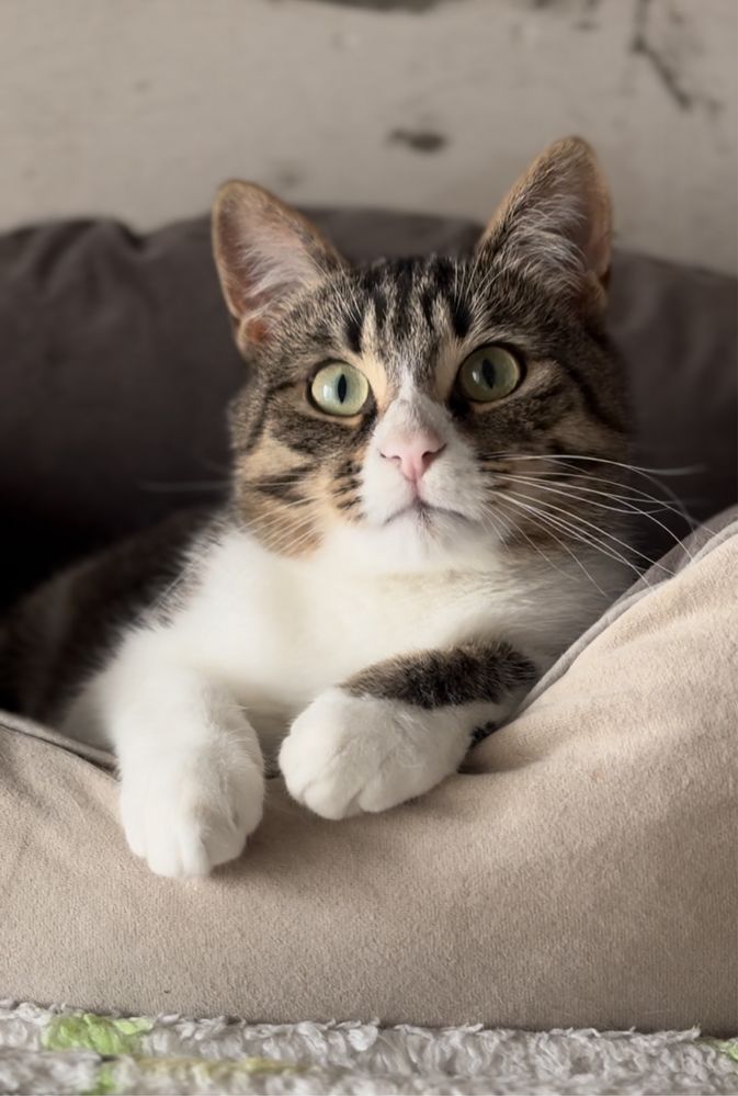Котик в добрі руки