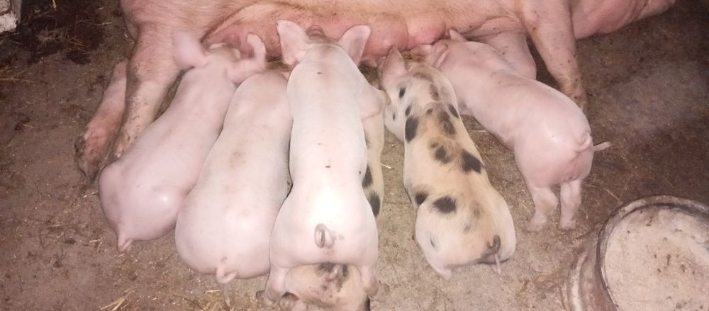 Продам поросята з доставкою обмін на зерно