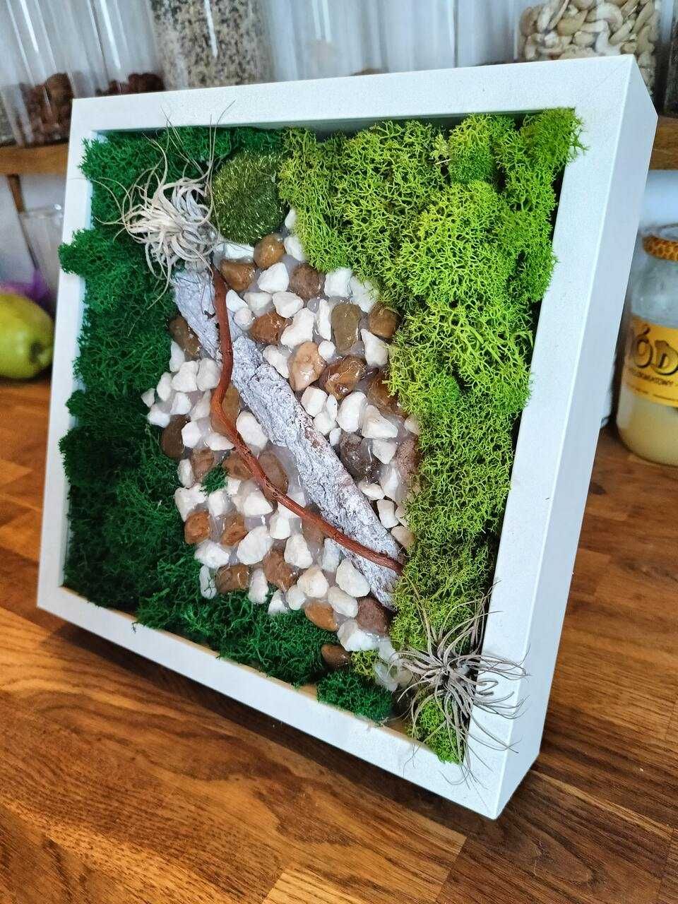 Mech chrobotek. Obraz z mech, drewno, kamienie.