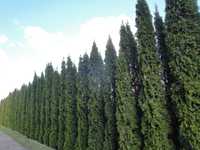 Thuja Smaragd,Tuja Szmaragd 200 250, 290 cm