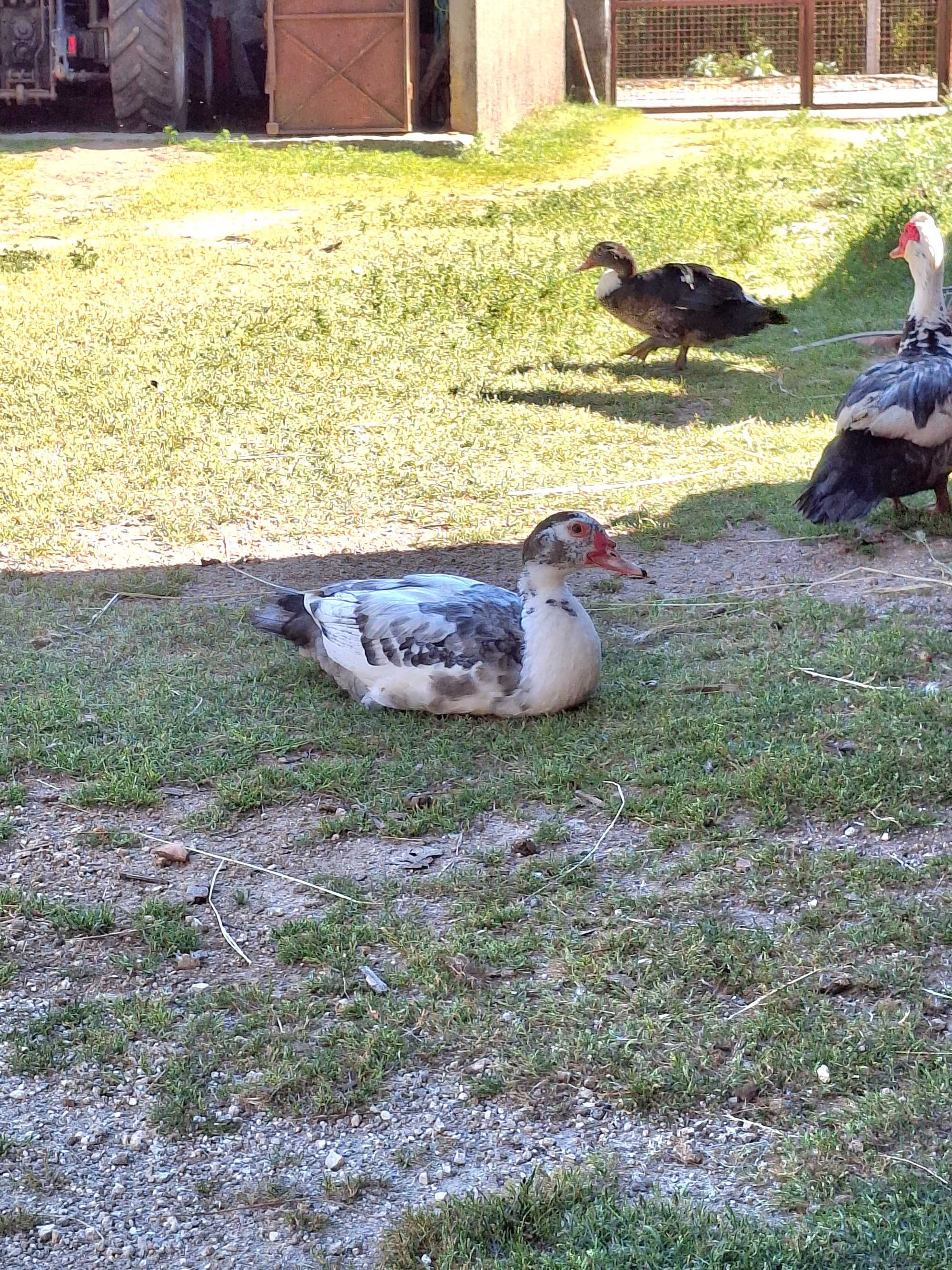 Patos mudos criados ao ar livre
