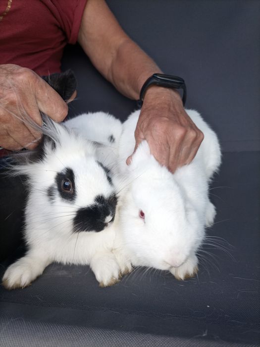 Do sprzedania  króliki , samce