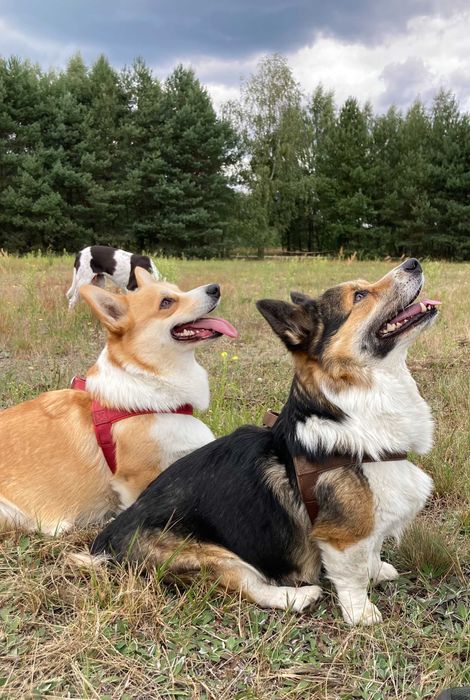 cudowny szczeniak Welsh Corgi Pembroke