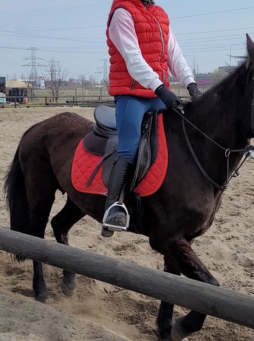 Czapsy jeździeckie horze