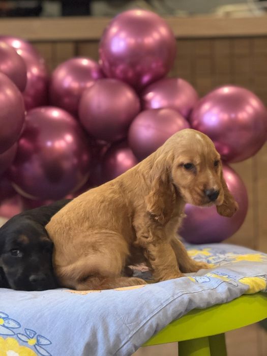 Cocker spaniel szczeniak