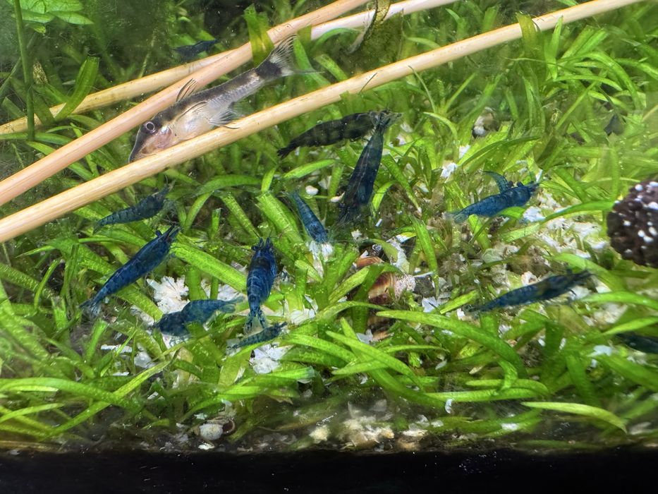 Neocaridinas - Promoção Novembro