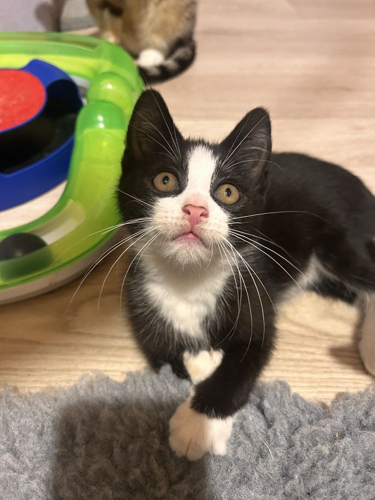 Przepiękna pingwinka do adopcji