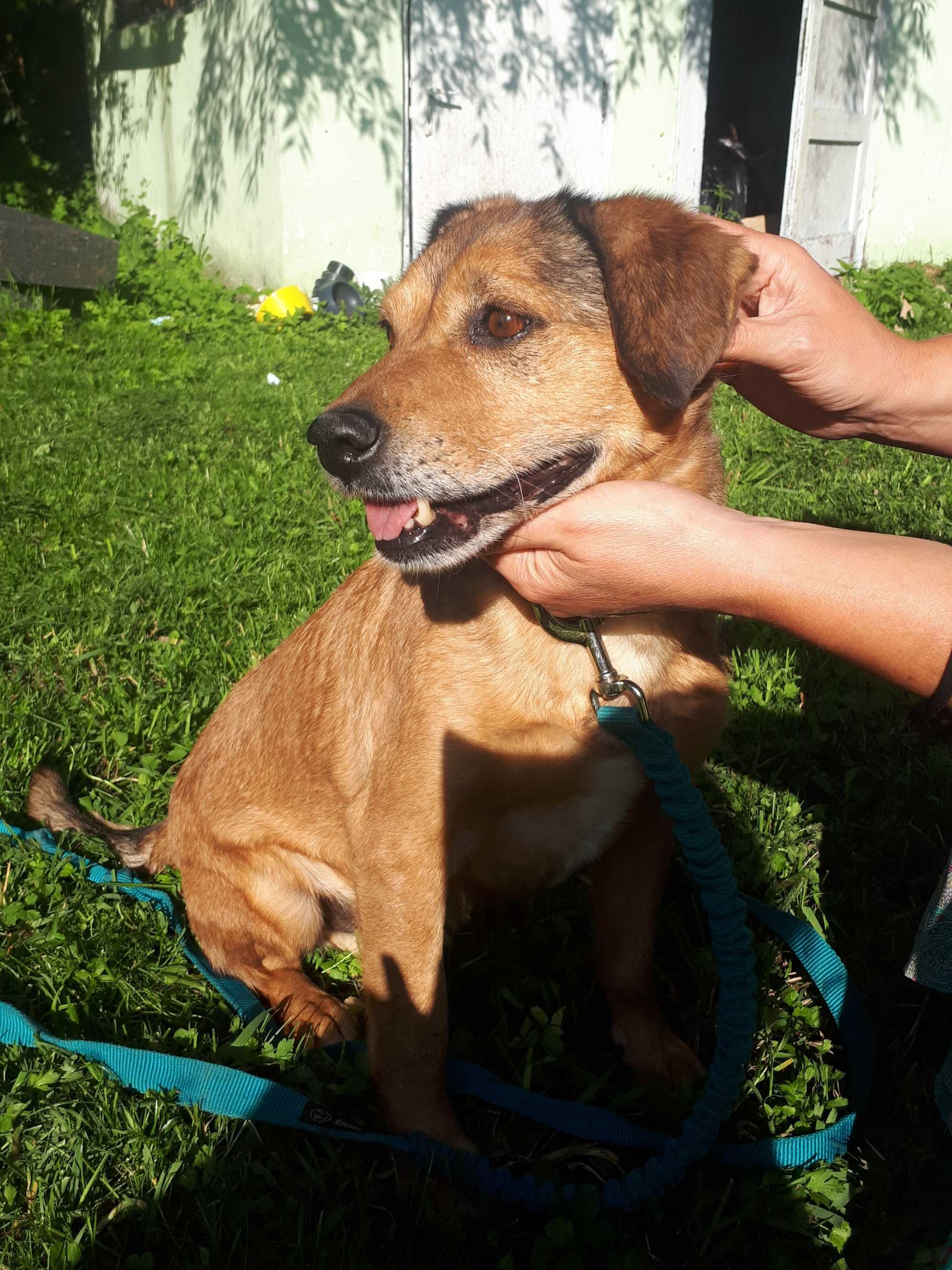 Adopcja kochający dom Rudy piesio