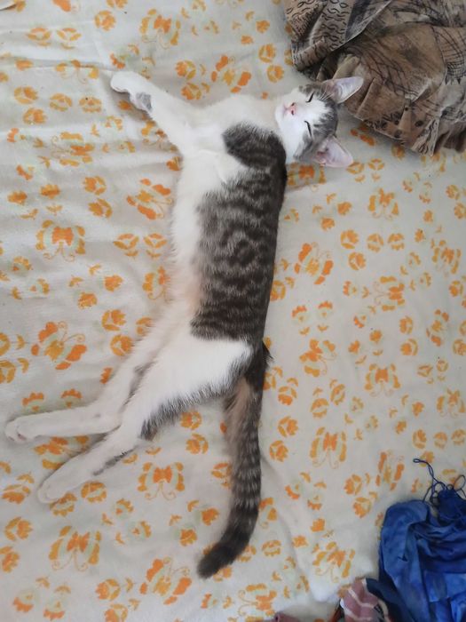 Котенята-мишолови у добрі руки