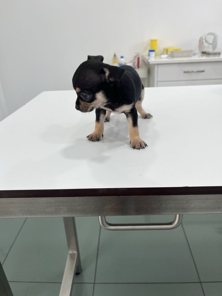 macho da raça Chihuahua,
