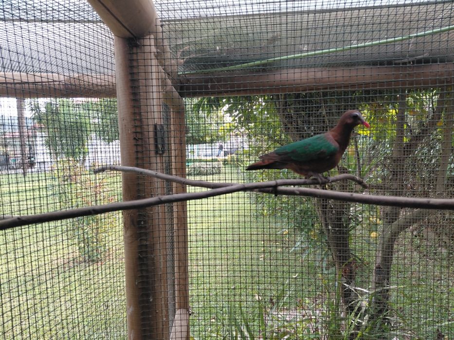 Rola esmeralda fêmea de 2023