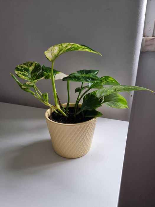 Planta natural pothos