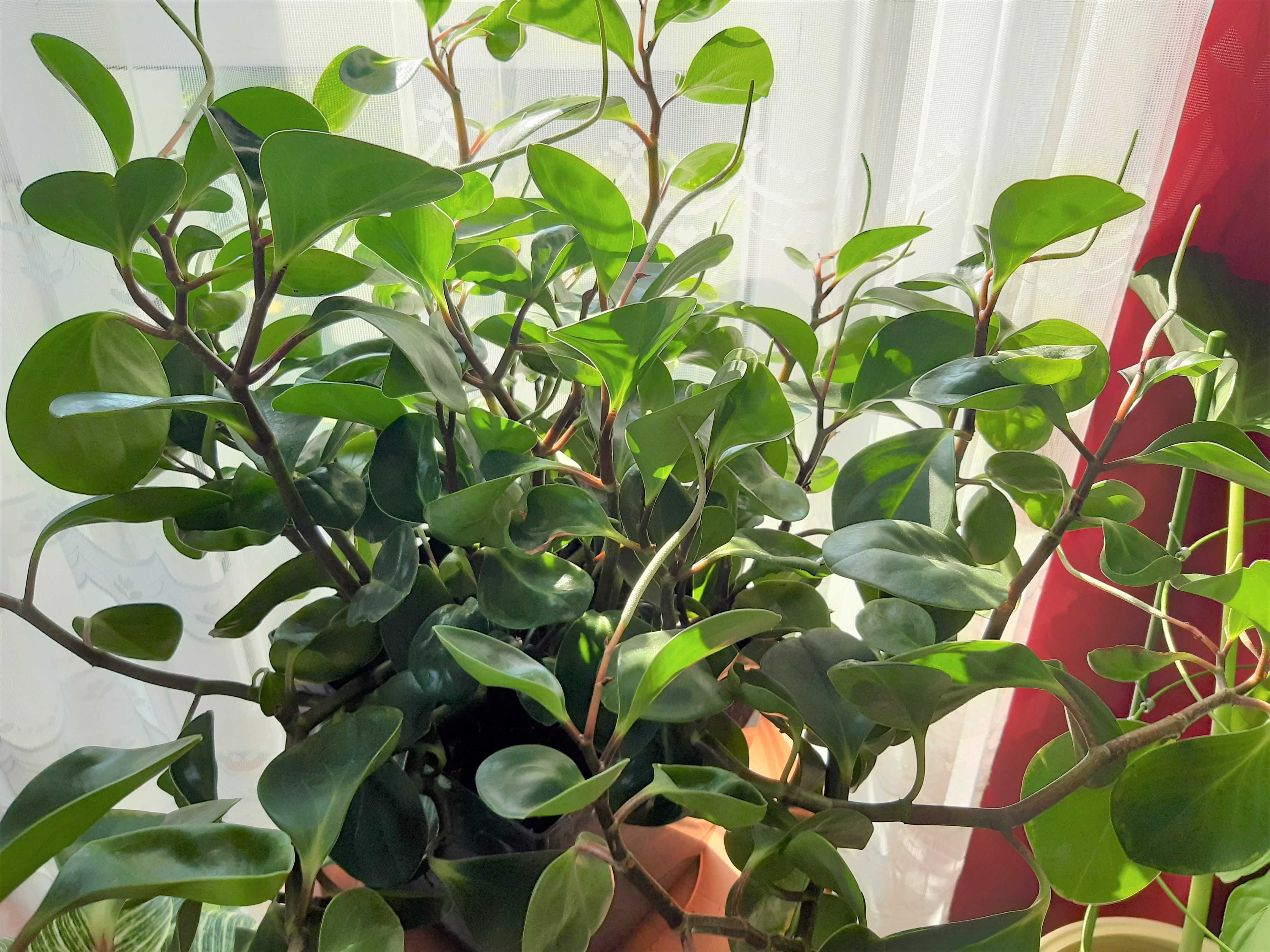 Komplet roślin : peperomia ,grubosz, kaktus ,kalanchoe, amarylis