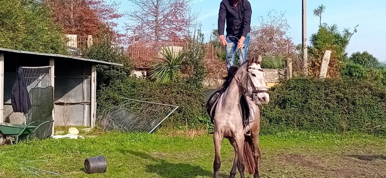 Égua filha de pais lusitanos