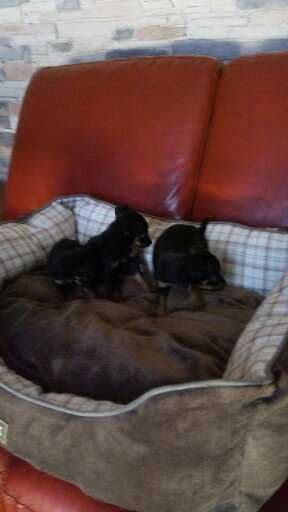 Pinscher super miniatura