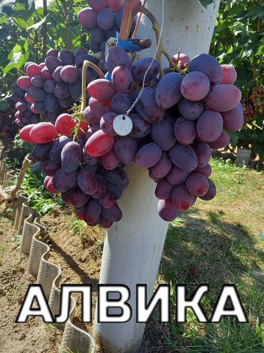 Корнесобственные саженцы винограда