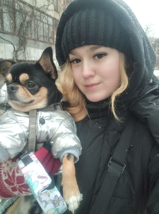 Вязка чихуахуа )