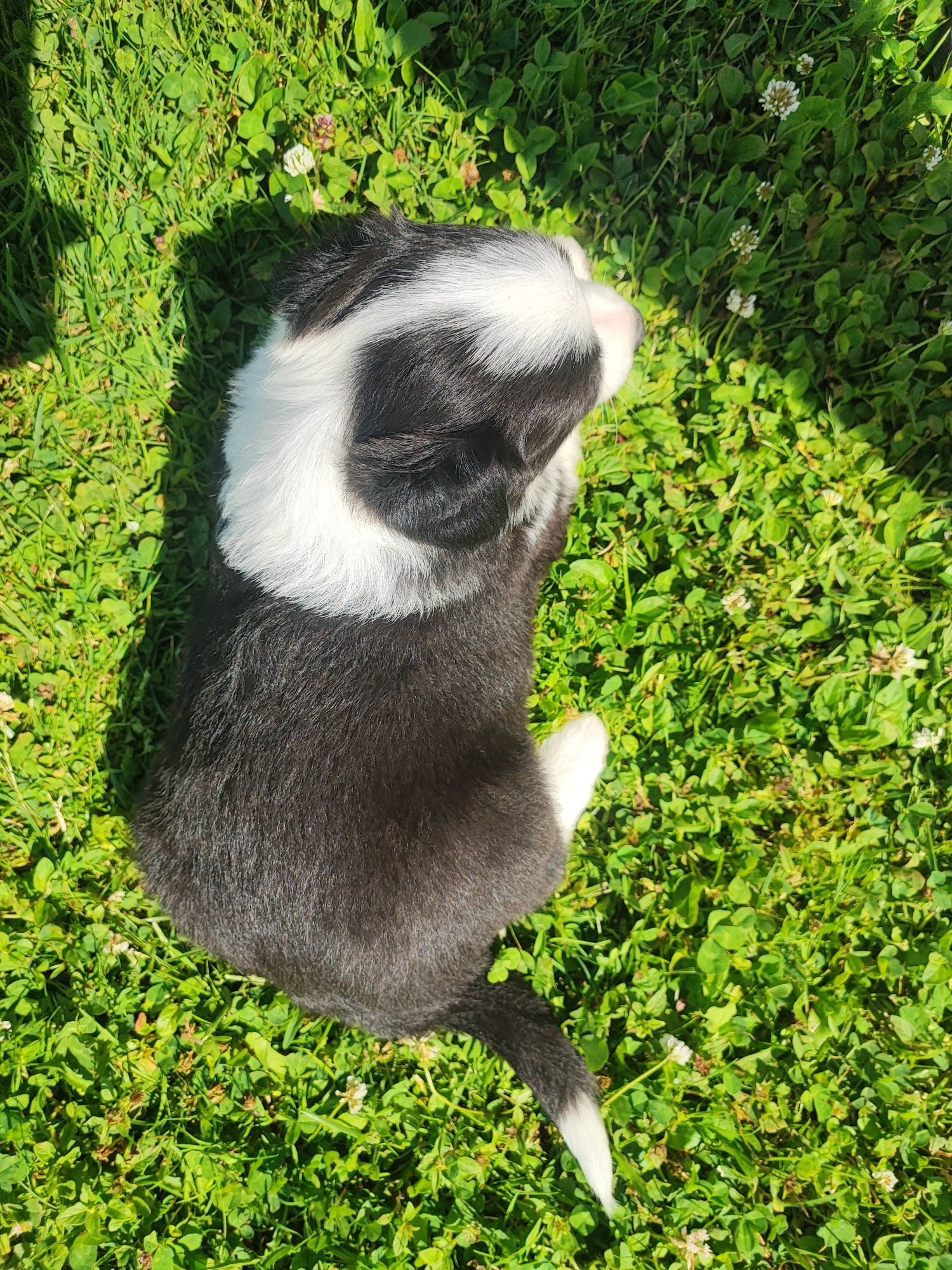 Border Collie czarno-biały szczeniak – klasyczne umaszczenie, metryka