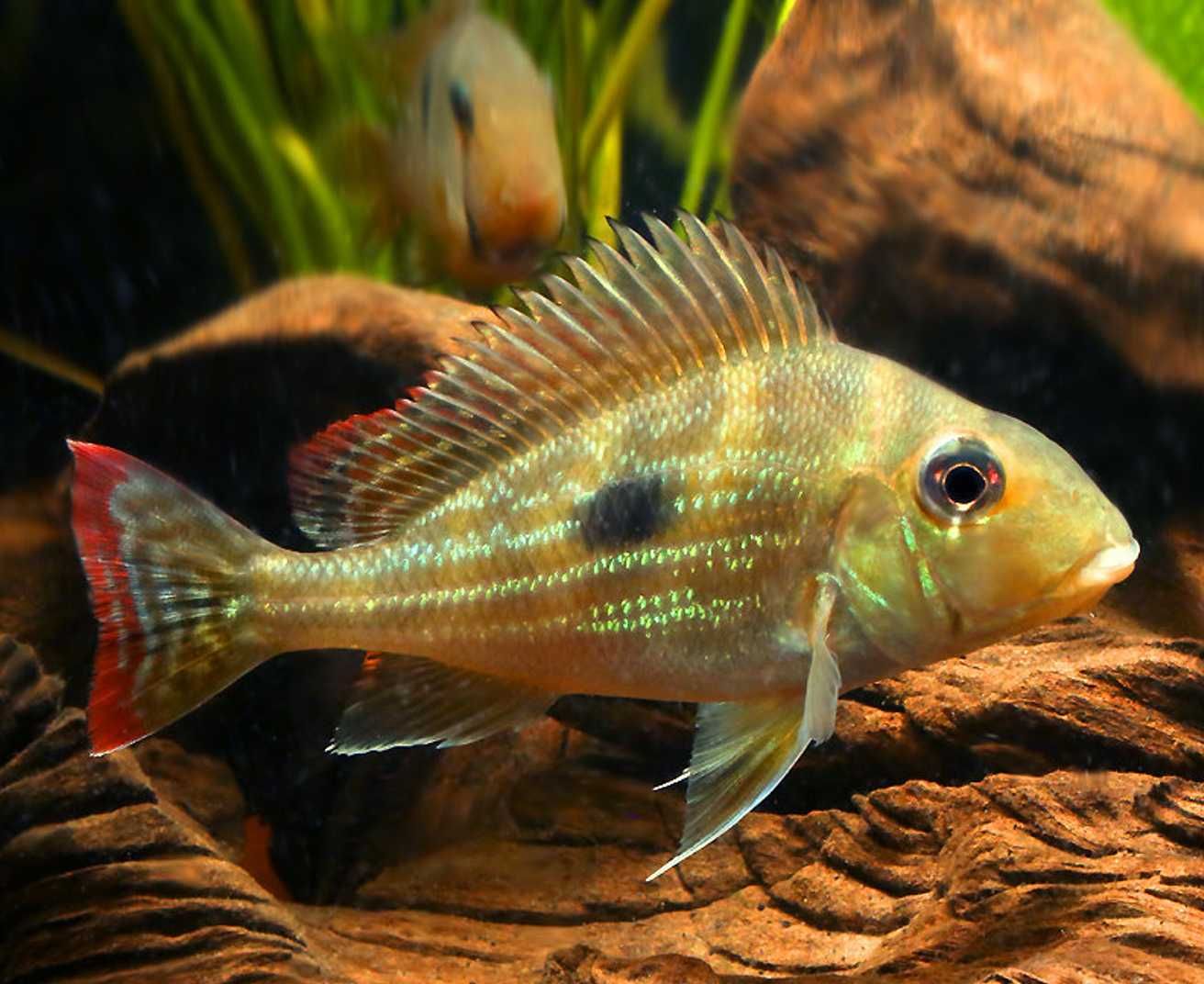 Ziemiojad winemilleri - Geophagus winemilleri - dowóz, wysyłka